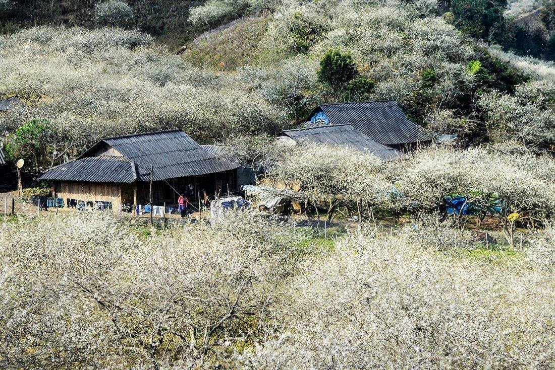 Địa điểm du lịch Mộc Châu - Thung Lũng mận Nà Ka với những bông hoa mận trắng 