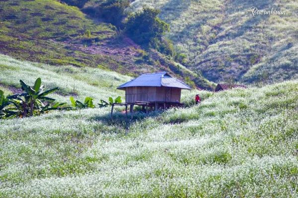 Du lịch Mộc Châu với Bản Pa Phách với thiên đường hoa cải trắng, hoa mận.